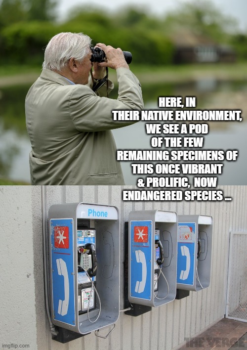 Casualties of the cellular age. | HERE, IN THEIR NATIVE ENVIRONMENT, WE SEE A POD OF THE FEW REMAINING SPECIMENS OF THIS ONCE VIBRANT & PROLIFIC,  NOW ENDANGERED SPECIES ... | image tagged in david attenborough searching,payphones | made w/ Imgflip meme maker