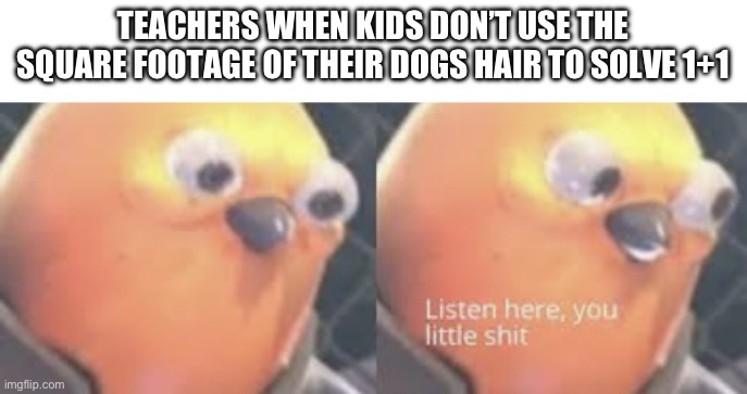 Listen here you little shit bird | TEACHERS WHEN KIDS DON’T USE THE SQUARE FOOTAGE OF THEIR DOGS HAIR TO SOLVE 1+1 | image tagged in listen here you little shit bird | made w/ Imgflip meme maker
