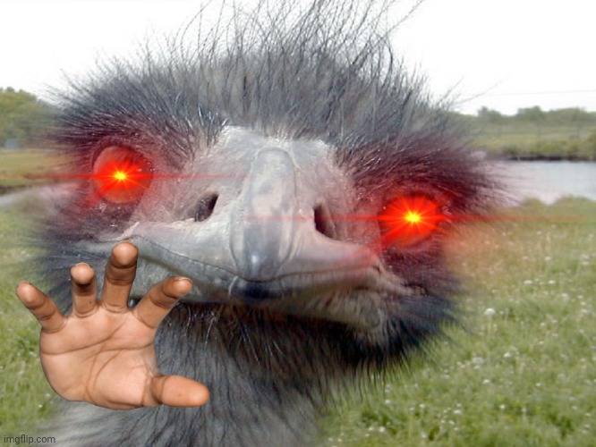 Emu Head Brah Whats Up | image tagged in emu head brah whats up | made w/ Imgflip meme maker