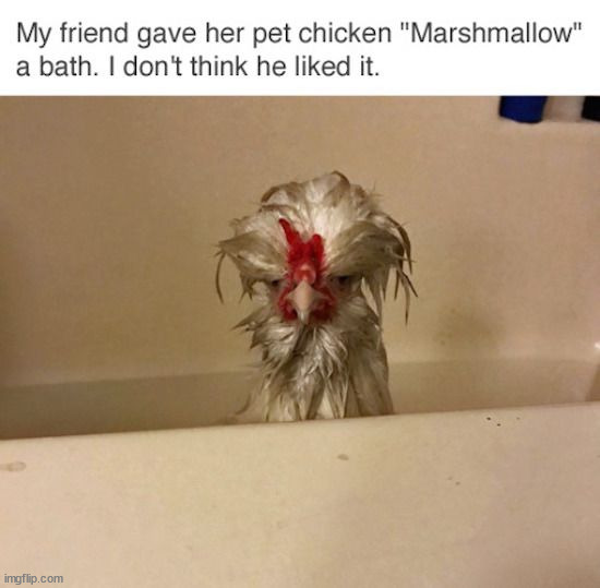 Poor Marshmallow | image tagged in memes,funny | made w/ Imgflip meme maker