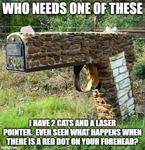 home security | WHO NEEDS ONE OF THESE; I HAVE 2 CATS AND A LASER POINTER.  EVER SEEN WHAT HAPPENS WHEN THERE IS A RED DOT ON YOUR FOREHEAD? | image tagged in home security | made w/ Imgflip meme maker