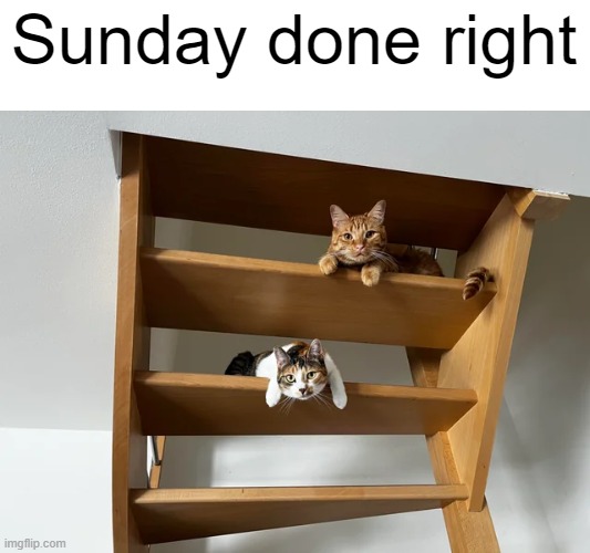 Sunday done right | image tagged in cats,memes | made w/ Imgflip meme maker