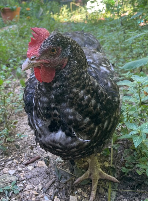 Quimby update: She is losing a few feather’s because she is molting but she is fine ❤️ | image tagged in nice cock bro,chicken,photography,photos | made w/ Imgflip meme maker
