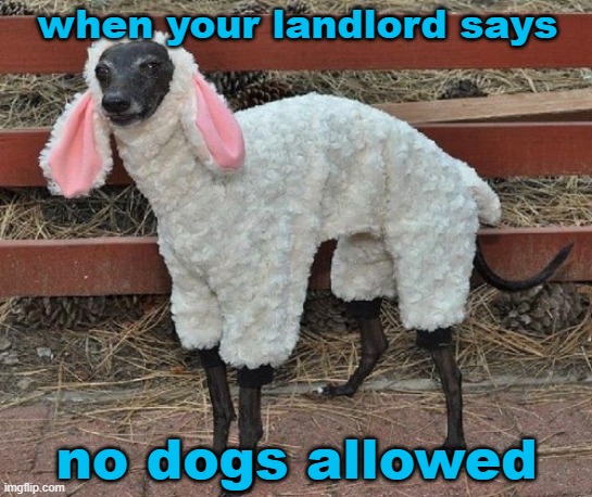 Sheep Dog | when your landlord says; no dogs allowed | image tagged in landlord,no,dogs,sheep,disguise,funny | made w/ Imgflip meme maker