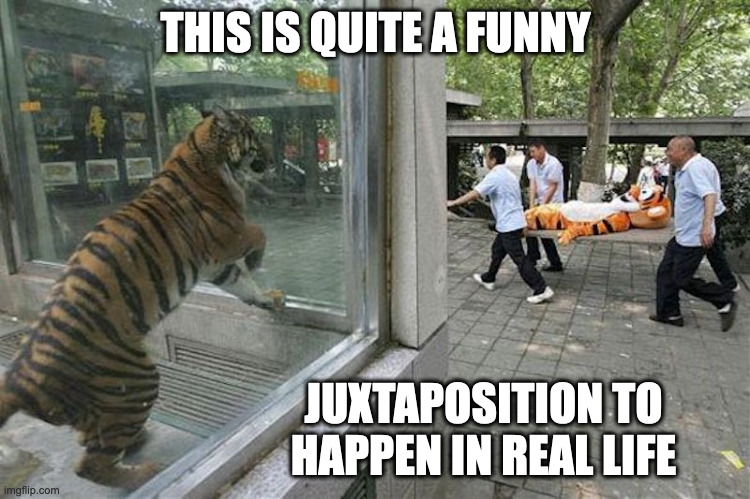 Zoo Tiger in a Pose | THIS IS QUITE A FUNNY; JUXTAPOSITION TO HAPPEN IN REAL LIFE | image tagged in zoo,tiger,tigger,winnie the pooh,memes | made w/ Imgflip meme maker