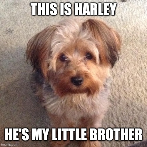 He doesn't know he's adopted | THIS IS HARLEY; HE'S MY LITTLE BROTHER | made w/ Imgflip meme maker