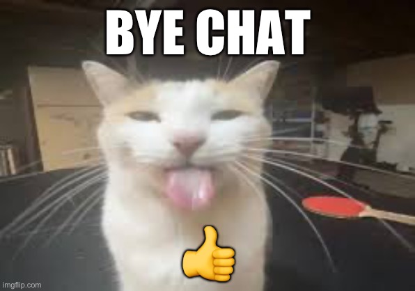Cat | BYE CHAT; 👍 | image tagged in cat | made w/ Imgflip meme maker