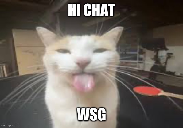 Cat | HI CHAT; WSG | image tagged in cat | made w/ Imgflip meme maker