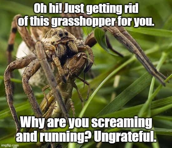 Wolf spider | Oh hi! Just getting rid of this grasshopper for you. Why are you screaming and running? Ungrateful. | image tagged in spiders,bugs,eating,screaming,running | made w/ Imgflip meme maker