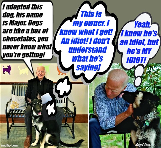 biden and major | I adopted this
dog, his name
is Major. Dogs
are like a box of
chocolates, you
never know what
you're getting! This is
      my owner. I 
know what I got!  
An idiot! I don't   
understand
what he's
 saying! Yeah,
I know he's
an idiot, but
he's MY
IDIOT! Angel Soto | image tagged in joe biden,major,adopted,dog,box of chocolates,idiot | made w/ Imgflip meme maker