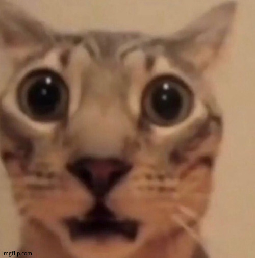 Flabbergasted cat | image tagged in flabbergasted cat | made w/ Imgflip meme maker