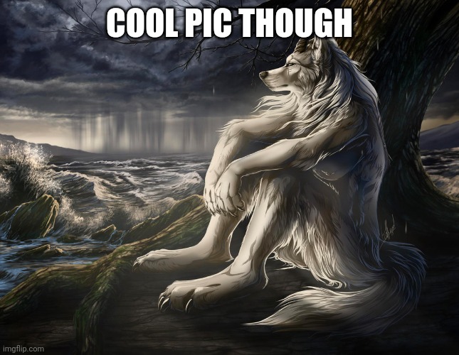 sad wolf | COOL PIC THOUGH | image tagged in sad wolf | made w/ Imgflip meme maker