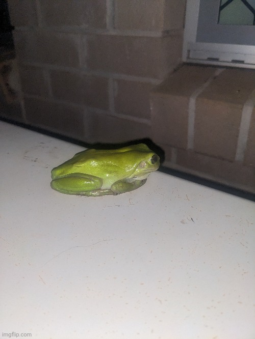 White Lipped Tree Frog | made w/ Imgflip meme maker