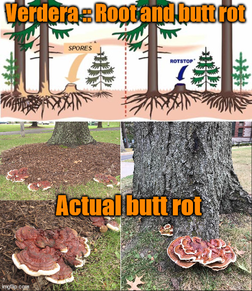 Butt Rot - Trees not People | Verdera :: Root and butt rot; Actual butt rot | image tagged in butt rott | made w/ Imgflip meme maker