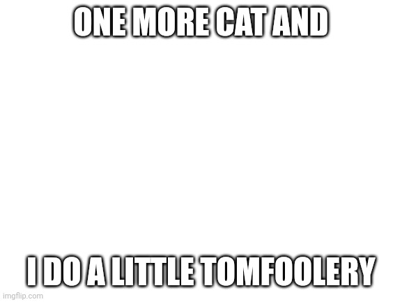 Blank White Template | ONE MORE CAT AND; I DO A LITTLE TOMFOOLERY | image tagged in blank white template | made w/ Imgflip meme maker