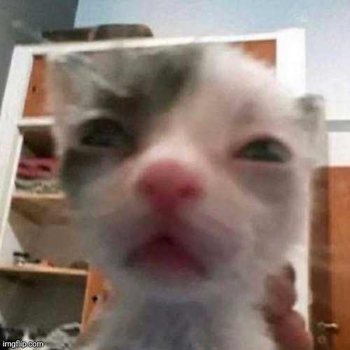 Cat | image tagged in cats,cat,gato,gatito,feline,katze | made w/ Imgflip meme maker