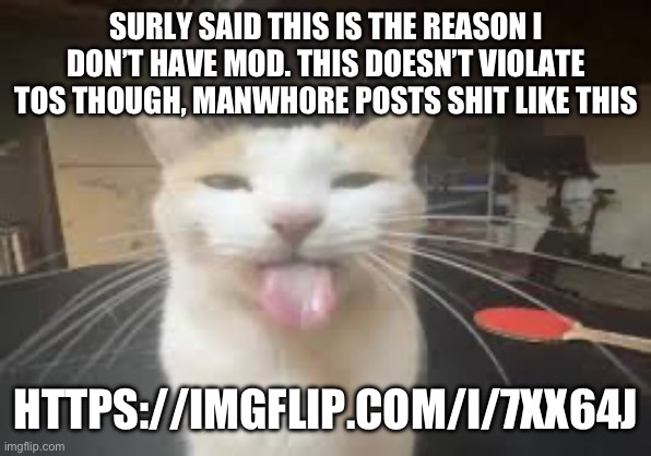 Cat | SURLY SAID THIS IS THE REASON I DON’T HAVE MOD. THIS DOESN’T VIOLATE TOS THOUGH, MANWH0RE POSTS SHIT LIKE THIS; HTTPS://IMGFLIP.COM/I/7XX64J | image tagged in cat | made w/ Imgflip meme maker