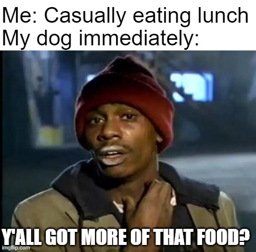 Dogs want to join in the fun too! | Me: Casually eating lunch
My dog immediately:; Y'ALL GOT MORE OF THAT FOOD? | image tagged in memes,y'all got any more of that,relatable memes | made w/ Imgflip meme maker