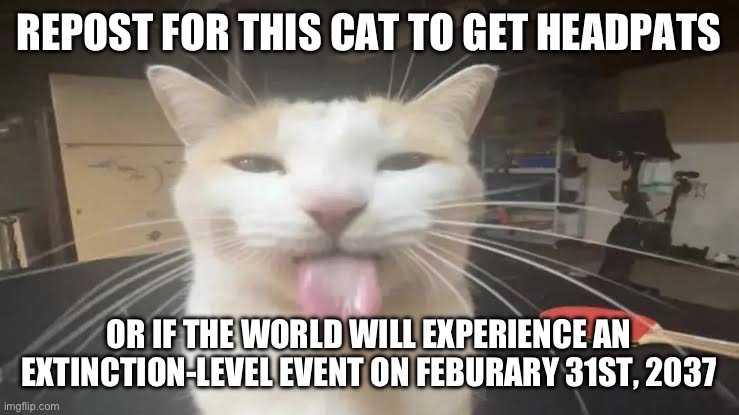 Milly the silly cat Bleh Cat | REPOST FOR THIS CAT TO GET HEADPATS; OR IF THE WORLD WILL EXPERIENCE AN EXTINCTION-LEVEL EVENT ON FEBURARY 31ST, 2037 | image tagged in milly the silly cat bleh cat | made w/ Imgflip meme maker