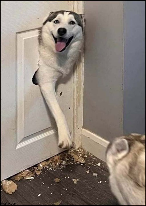 Hello There ... You Seemed To Have Accidentally Shut Me Out ! | image tagged in dogs,husky,door,destruction | made w/ Imgflip meme maker