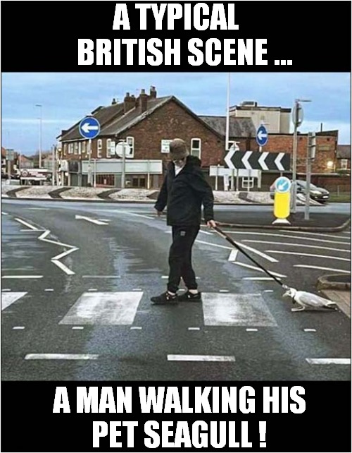 Caught On Camera ! | A TYPICAL
   BRITISH SCENE ... A MAN WALKING HIS
PET SEAGULL ! | image tagged in fun,british,pets,seagull,walkies | made w/ Imgflip meme maker