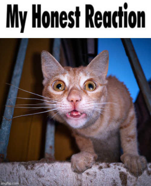 image tagged in my honest reaction blank,goofy ass cat | made w/ Imgflip meme maker