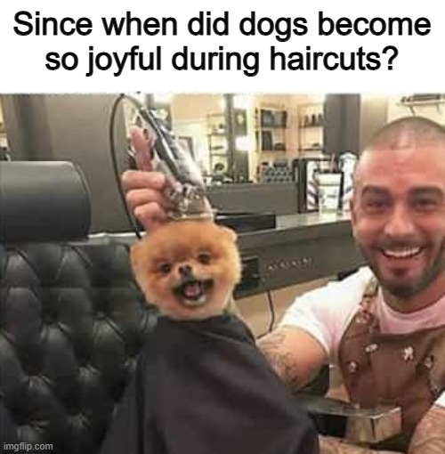 He's putting on a "good boy" face | Since when did dogs become so joyful during haircuts? | made w/ Imgflip meme maker