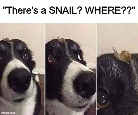 I can't tell if the dog even knows if there's a snail on his head... | "There's a SNAIL? WHERE??" | made w/ Imgflip meme maker