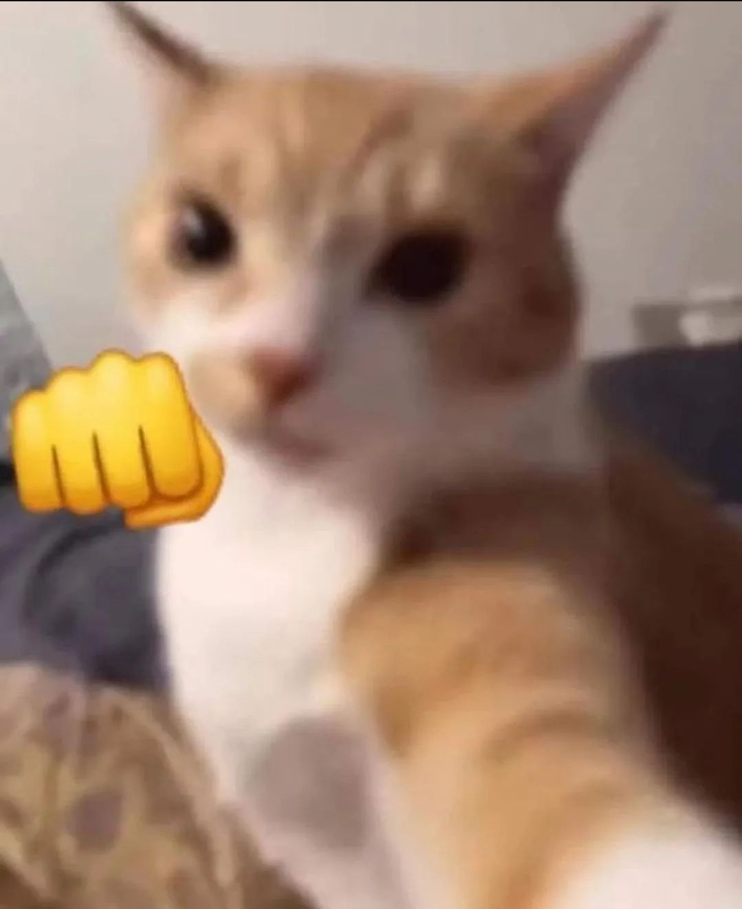Punching cat Blank Meme Template