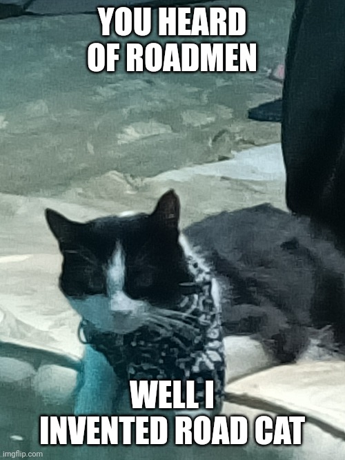 Road | YOU HEARD OF ROADMEN; WELL I INVENTED ROAD CAT | image tagged in cat | made w/ Imgflip meme maker