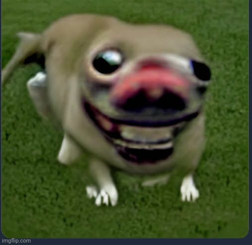 Cursed dog | image tagged in cursed dog | made w/ Imgflip meme maker