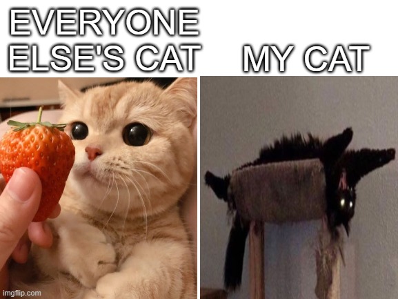 true | MY CAT; EVERYONE ELSE'S CAT | image tagged in blank white template | made w/ Imgflip meme maker