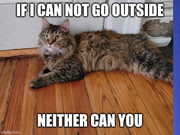 IF I CAN NOT GO OUTSIDE; NEITHER CAN YOU | image tagged in cats | made w/ Imgflip meme maker