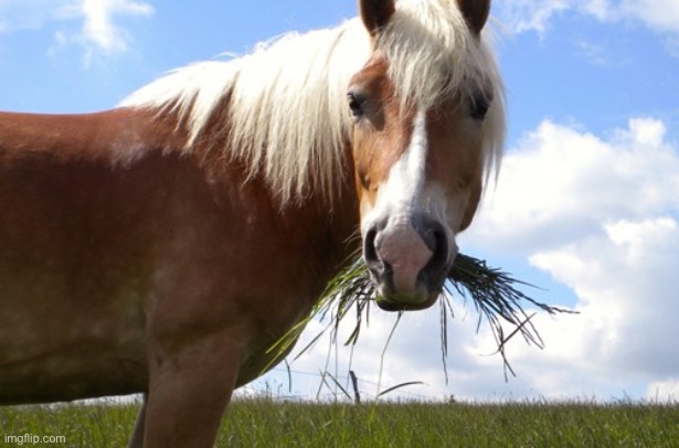 Horse eating | image tagged in horse eating | made w/ Imgflip meme maker
