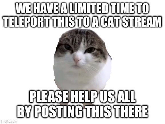 Blank White Template | WE HAVE A LIMITED TIME TO TELEPORT THIS TO A CAT STREAM; PLEASE HELP US ALL BY POSTING THIS THERE | image tagged in blank white template | made w/ Imgflip meme maker