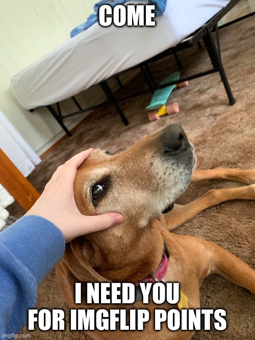 My grandparent’s dog, her name is Daisy (this is probably the only post I’ll make while I’m at the vacation house lol) | COME; I NEED YOU FOR IMGFLIP POINTS | made w/ Imgflip meme maker