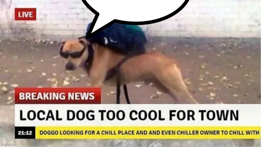 Local dog too cool for town | image tagged in local dog too cool for town | made w/ Imgflip meme maker