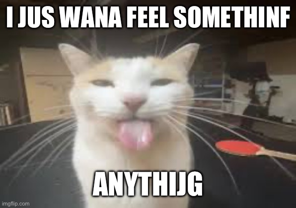 Cat | I JUS WANA FEEL SOMETHINF; ANYTHIJG | image tagged in cat | made w/ Imgflip meme maker