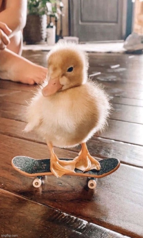 Duck riding skateboard | image tagged in a duck riding a skate board,cute | made w/ Imgflip meme maker