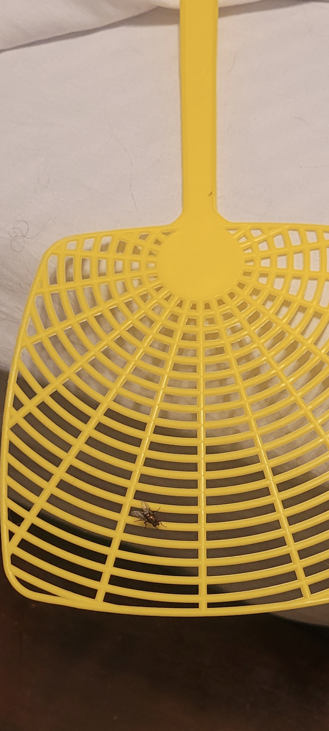 Fly on fly swatter Blank Meme Template