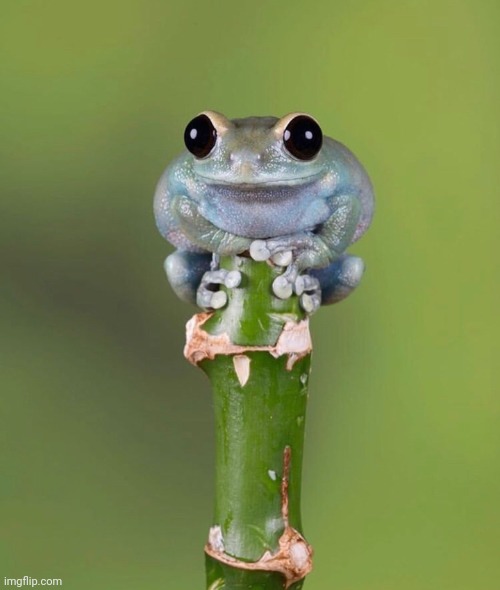 Cute Baby Frog | image tagged in cute baby frog | made w/ Imgflip meme maker