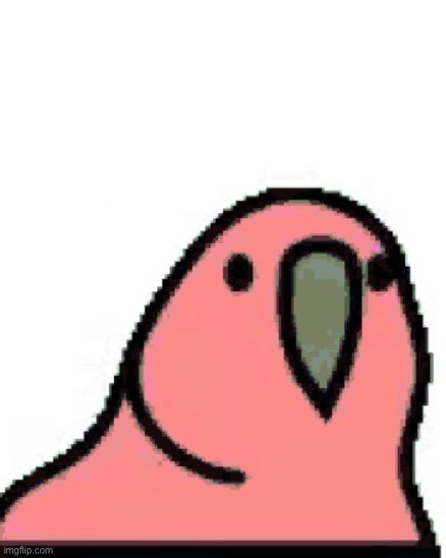 Birb | image tagged in birb boy | made w/ Imgflip meme maker