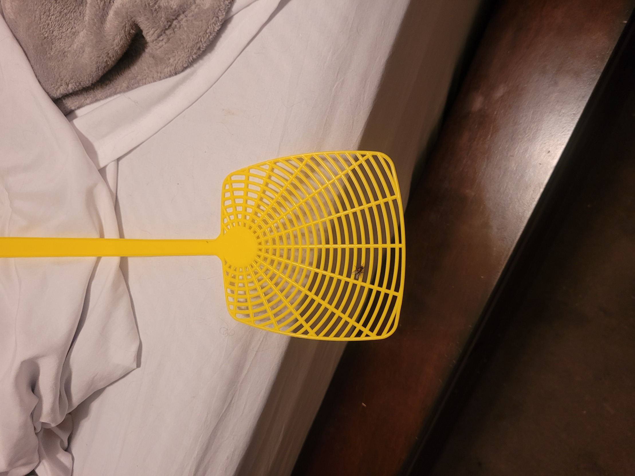Fly on swatter Blank Meme Template