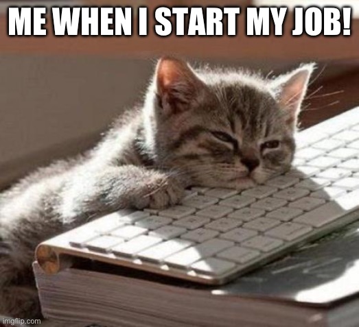 Anyone Else Relate When You Start Your Shift At Work? | ME WHEN I START MY JOB! | image tagged in tired cat | made w/ Imgflip meme maker