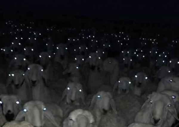 High Quality Sheep herd eyes Blank Meme Template