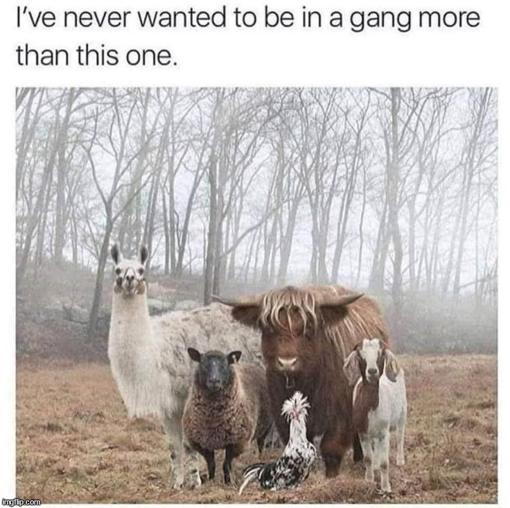 image tagged in memes,funny | made w/ Imgflip meme maker