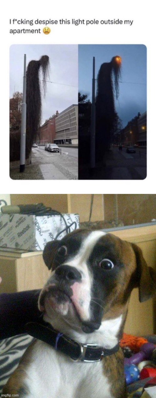god dayumn | image tagged in blankie the shocked dog | made w/ Imgflip meme maker