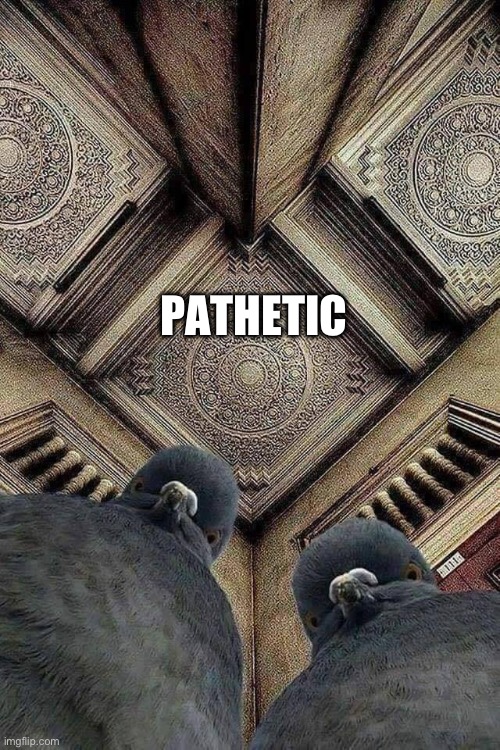 Pigeons (Looking Down) | PATHETIC | image tagged in pigeons looking down | made w/ Imgflip meme maker