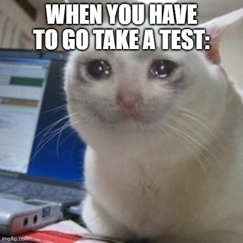 "Can I please stay home for today?" | WHEN YOU HAVE TO GO TAKE A TEST: | image tagged in crying cat | made w/ Imgflip meme maker