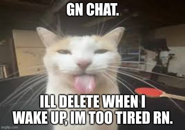 Cat | GN CHAT. ILL DELETE WHEN I WAKE UP, IM TOO TIRED RN. | image tagged in cat | made w/ Imgflip meme maker